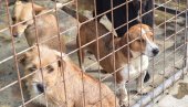 ЗА 283 УЈЕДА ОДШТЕТА  28 МИЛИОНА: Удружења за заштиту животиња, азил и ЈКП различито о проблему у Бачкој Паланци