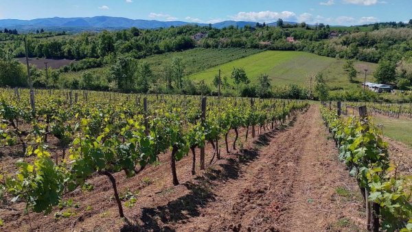 УЗ КОЛУБАРУ САДА И ВИНО ПРАВЕ ЗА МЕДАЉУ: У ваљевском крају, познатом по малини, шљиви и одличној ракији, успели и виноградари