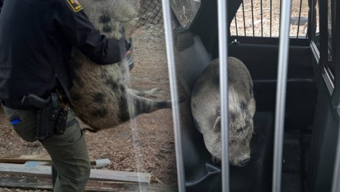 Полиција УХАПСИЛА свињу! У име закона - имате право да ћутите, све што кажете може бити употребљено против вас... (ВИДЕО)