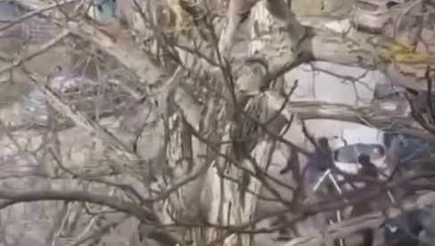 NOVI SNIMAK JEZIVE TUČE NAVIJAČA PRED VEČITI DERBI! Delije i grobari u strašnom sukobu palicama (VIDEO)