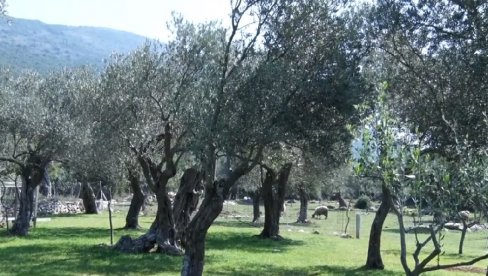 „SVAKO SELO IMA SVOJE JELO“: Tradicionalna kuhinja Boke u Radanovićima