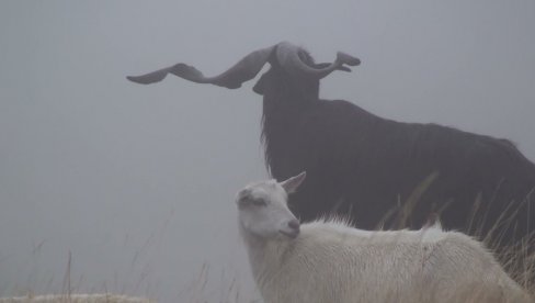 ОДНОС ЧОВЕКА И ПРИРОДЕ: Радови Радмиле Лиздек у Продајној галерији „Београд“