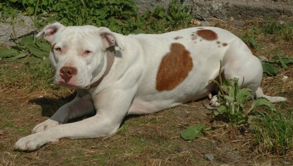 ПИТБУЛ ПРЕСКОЧИО ОГРАДУ, УБИО ПСА, ПА НАСРНУО НА ВЛАСНИКА: Хорор у Књажевцу - Полиција одмах реаговала