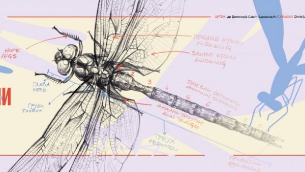 ПРОДУЖЕН ЛЕТ ВИЛИНИХ КОЊИЦА: Изложба у Галерији науке и технике САНУ трајаће до 7. марта