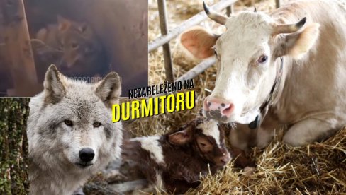 НЕСТВАРНЕ СЦЕНЕ НА ЖАБЉАКУ: Вук ускочио у шталу и ушушкао се поред телади - звер сатима лежала поред крава (ВИДЕО)