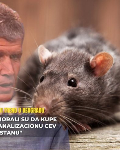 Београђанка купила ПАЦОВА као кућног љубимца, упала у проблеме! Ветеринар: Морали су да купе канализациону цев у стану