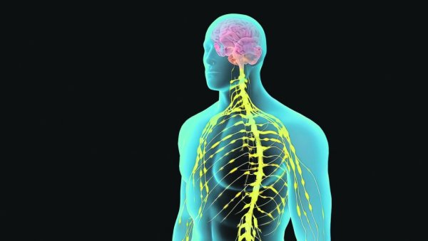 ОРГАНИ У ЉУДСКОМ ТЕЛУ НЕ СТАРЕ РАВНОМЕРНО: Хоће ли најновија студија помоћи у лечењу болести
