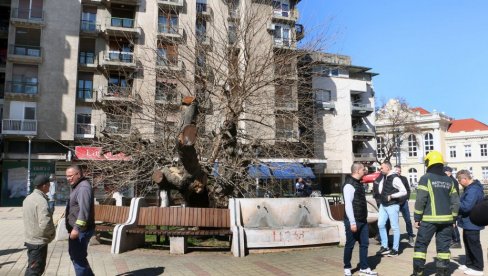 ODBAČENI OPUŠAK ZAMALO UNIŠTIO KARAĐORĐEV DUD: Oglasili se tužilac i gradonačelnica Smedereva