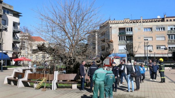 УМАЛО ДА ИЗГОРИ НАЈСТАРИЈИ БЕЛИ ДУД НА БАЛКАНУ: Инцидент у Смедереву, ватрогасци спасли дрво старо три века
