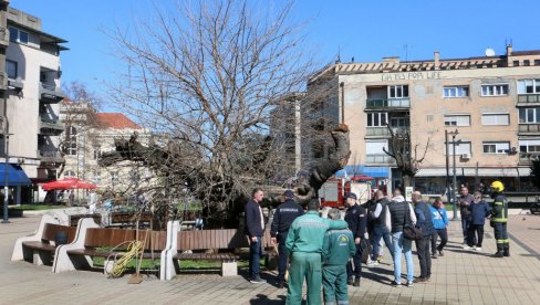 УМАЛО ДА ИЗГОРИ НАЈСТАРИЈИ БЕЛИ ДУД НА БАЛКАНУ: Инцидент у Смедереву, ватрогасци спасли дрво старо три века