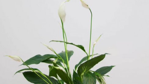 ПОСАДИТЕ ГА САМО ЈЕДНОМ И БУЈАЋЕ ДЕЦЕНИЈАМА: Цвета 20 година, а ево како да избегнете највеће грешке (ВИДЕО)