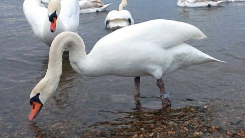 PRSTENOVANO OSAM LABUDOVA: Zimski stanari Gradskog jezera u Vršcu obeleženi pre odlaska