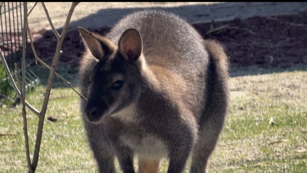 КЕНГУР ДРАГАН СТИГАО У СЕЛО: Прихватилиште за животиње у Каменици, крај Ниша, има нове становнике