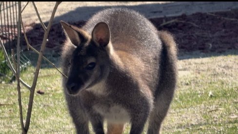 KENGUR DRAGAN STIGAO U SELO: Prihvatilište za životinje u Kamenici, kraj Niša, ima nove stanovnike