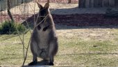NIJE ZAO NITI OPASAN, ALI JE VEOMA UPLAŠEN: Kengur u teksas peleni pobegao iz zoološkog vrta u Viskonsinu, u toku potraga (FOTO)