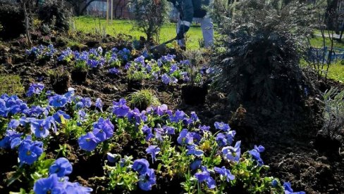 ПРОЛЕЋНО УРЕЂЕЊЕ ГРАДА: Смедеревско комунално предузеће у акцији садње цвећа