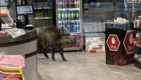 DIVLJI VEPAR U TRŽNOM CENTRU: Policija ga TRI sata izbacivala - šou u Berlinu (FOTO)