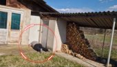 ŠOK KOD VRANJA Seljane prizor paralisao od straha: Bio je tu 5 godina (VIDEO)