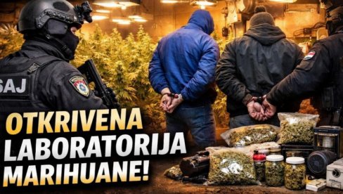 FILMSKA AKCIJA U SUBOTICI: Upad SAJ-a u laboratoriju marihuane (VIDEO)