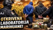FILMSKA AKCIJA U SUBOTICI: Upad SAJ-a u laboratoriju marihuane (VIDEO)