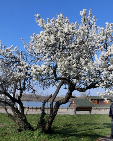 НА ОВАЈ ДАН: Дужина обданице и ноћи биће иста било где на Земљи