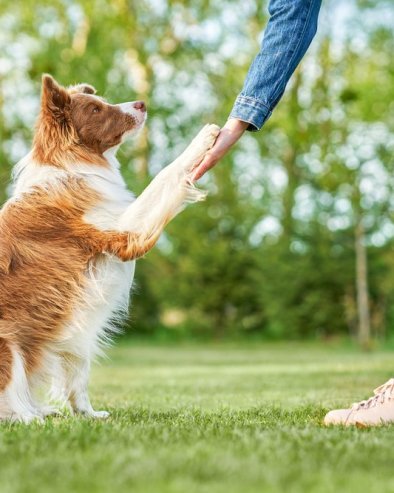 ШТА ЗНАЧИ КАДА ПАС СТАВИ ШАПУ НА ВАС? Дресер наводи 4 разлога