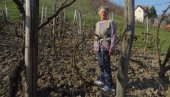 LJILJANA NA JELICI  GAJI STARE  SORTE GROŽĐA: Vaspitačica u penziji gotovo pola veka posvećena vinogradima (FOTO)