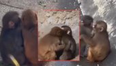 МАЈМУН ПАНЧ ЈЕ НАШАО ДЕВОЈКУ: Снимљен како се грли и љуби са мајмуницом - многи кажу да личи на плишану играчку коју је носио