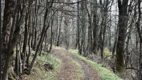 UKLANJANJE GRANA I KROŠNJI: Poziv za čišćenje šume Stepin lug