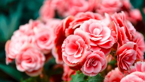 TRIK ZA ODRŽAVANJE RUŽA: Evo zašto je veoma bitno da uklonite suve cvetove