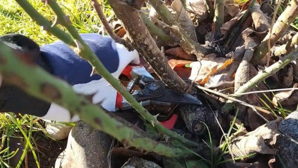 ПРОЛЕЋНО ОРЕЗИВАЊЕ РУЖА: Златна правила за бујно цветање