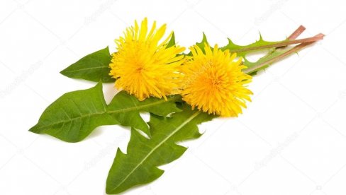 ПРОЛЕЋНА РИЗНИЦА ЗДРАВЉА: Листови маслачка пријају јетри и жучи