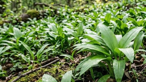 САВЕСНО БЕРИТЕ СРЕМУШ: На Вршачким планинама почело пустошење пољана ове лековите биљке