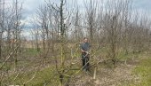 STREPE OD APRILSKOG MRAZA: Voćari iz Čačka i okoline dobro pamte dve loše godine i poglede upiru u nebo