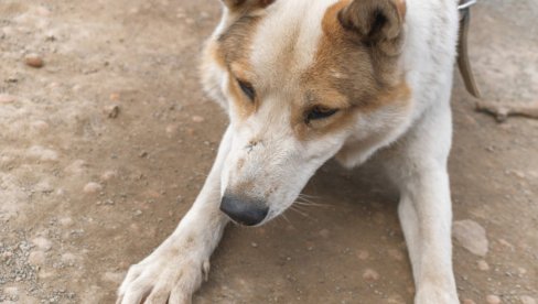 Пронађен најстарији познати пас на свету - стар 15.800 година