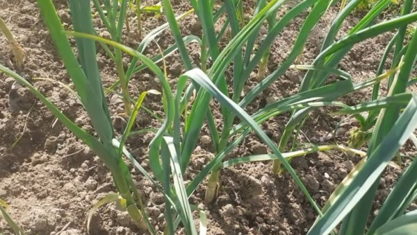 ЗАРАДА ДО 25.000 ЕВРА: Ово је биљка коју је најлакше продати, а сеје се у пролеће