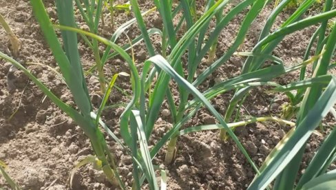 ЗАРАДА ДО 25.000 ЕВРА: Ово је биљка коју је најлакше продати, а сеје се у пролеће