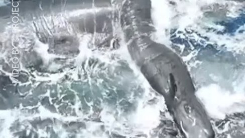 ПРВИ ПУТ СНИМЉЕН ПОРОЂАЈ ЖЕНКЕ КИТА: Бабице покушавале да јој помогну - овакав призор свет још није видео