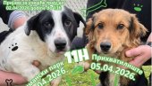 IZLOŽBA PASA MEŠANACA: Povodom  svetskog dana napuštenih životinja, u subotu i nedelju u Novom Sadu