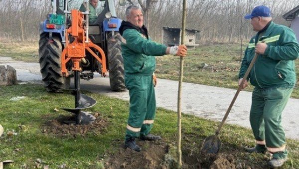 ПРИПРЕМА СЕ САДЊА ВИШЕ ОД 1.000 САДНИЦА ДРВЕЋА: Планови за озелењавање Бачке Паланке и свих места у општини