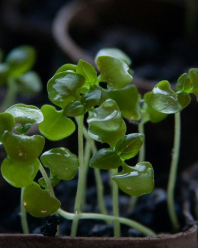 АПРИЛ ЈЕ ПРАВО ВРЕМЕ ДА НАБАВИТЕ ОВУ БИЉКУ: Сада јаче него икад привлачи новац и љубав