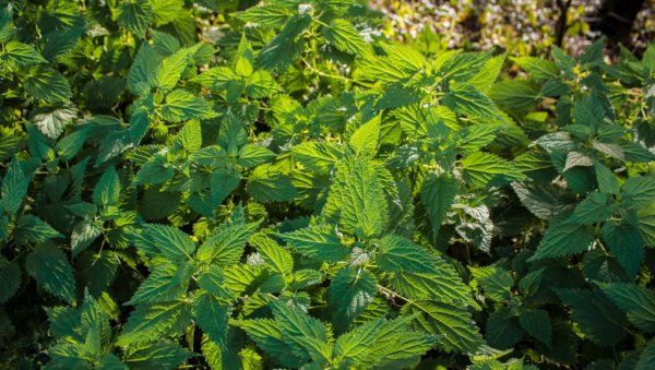 Није за бацање: Биљка коју сви газимо сада доноси озбиљне паре