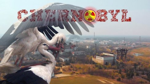 SENZACIJA: Rode se vratile u Černobilj posle 20 leta! Šta to znači? (FOTO)