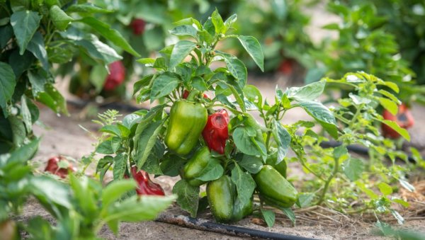 РАСАЂИВАЊЕ ПАПРИКЕ: Краљицу поврћа не садите у хладну земљу