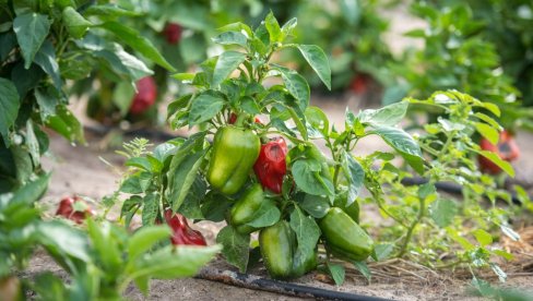 RASAĐIVANJE PAPRIKE: Kraljicu povrća ne sadite u hladnu zemlju