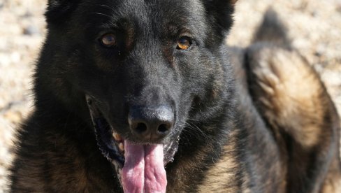 DREVNI DNK OTKRIVA: Evo kada su psi i ljudi počeli da žive zajedno