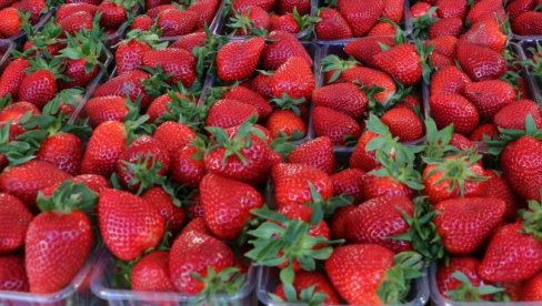POLJOPRIVREDNICI ZADOVOLJNI, JAGODA KVALITETNA: Dobro se prodaje - cena ide i do 700 dinara
