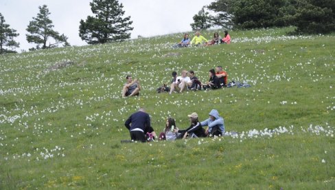 Carstvo narcisa i poludivljih konja: Planina Stolovi poviše Kraljeva idealna destincija za ljubitelje netaknute prirode (FOTO)