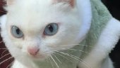 VIDITE ŠTA JE URADILA: Snimak ljute plavooke mačke osvojio internet (VIDEO)
