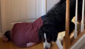 Glumio da je pao niz stepenice, a reakcija njegovih pasa je hit (VIDEO)